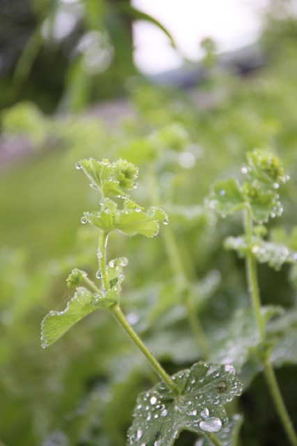 dew-on-curly-leaves-4